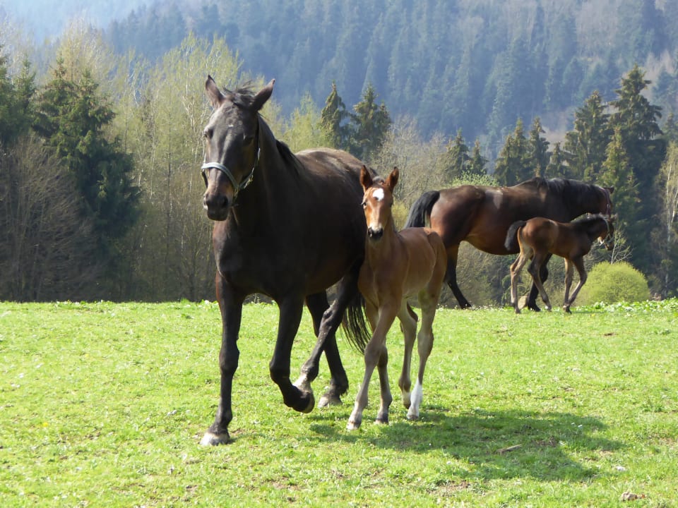 Sonstiges Hotel Gut Feuerschwendt