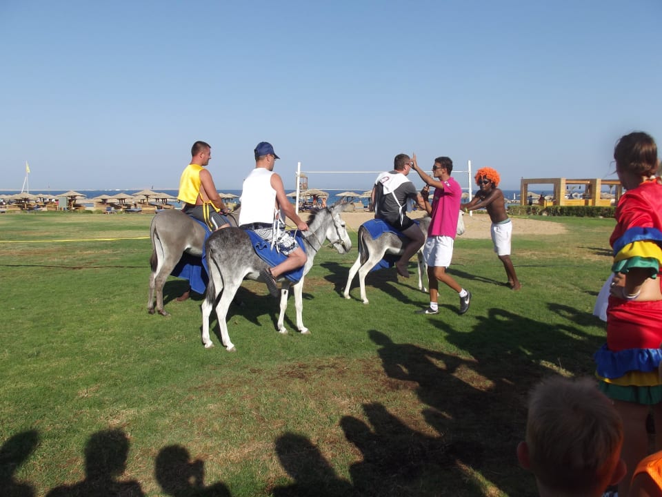Гонки на осликах Hotel Mercure Hurghada