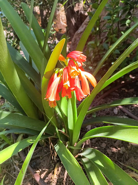 Gartenanlage Lago Garden