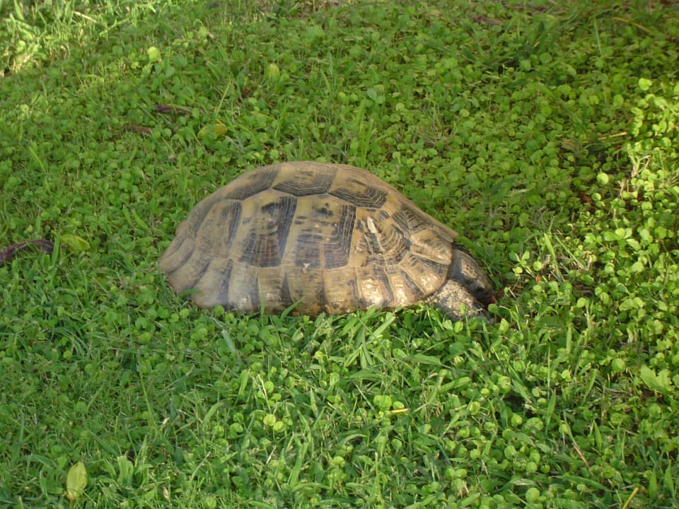 Das Haustier Megasaray Club Belek