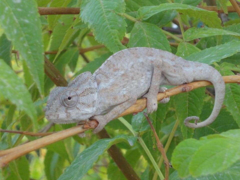 Chaméleon Hotel Sangho Club Zarzis