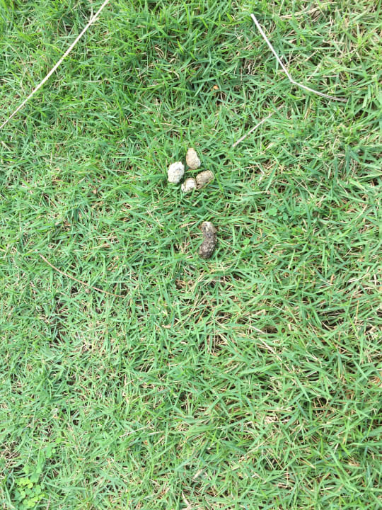 Ein hundefreundliches Hotel Villa Serena