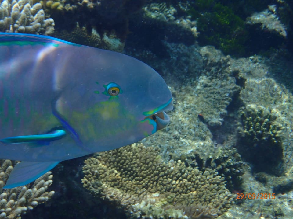 Papageienfisch ROBINSON MALDIVES
