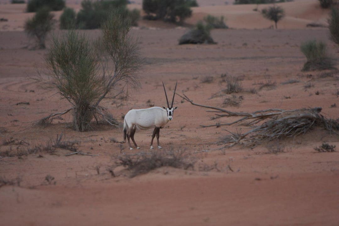 Oryxantilopen in der Anlage Al Maha, A Luxury Collection Desert Resort & Spa