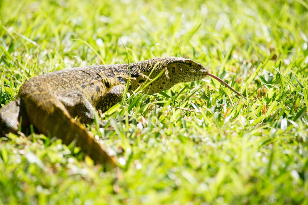Das ist keine Eidechse!  Baobab Beach Resort & Spa
