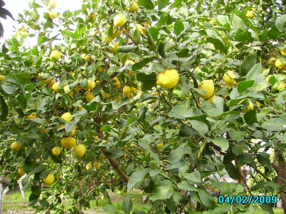 Garten am Spielplatz Seaden Corolla Hotel