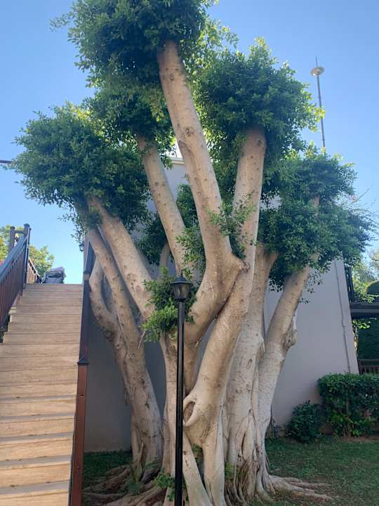 Gartenanlage TUI Magic Life Belek