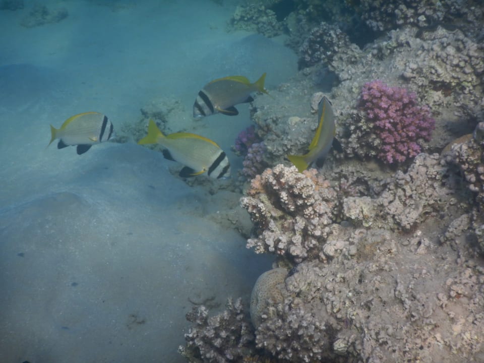 Strand Jaz Makadi Oasis Resort