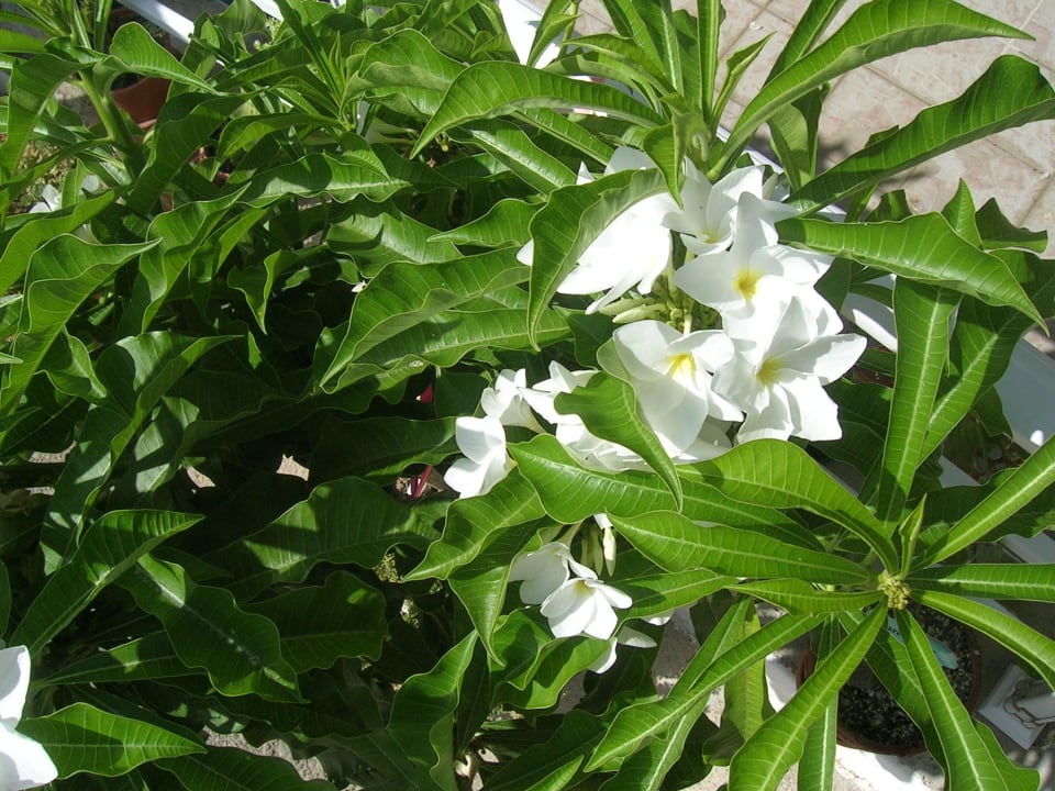 Plumeria Pudica Hotel Kathrin Beach