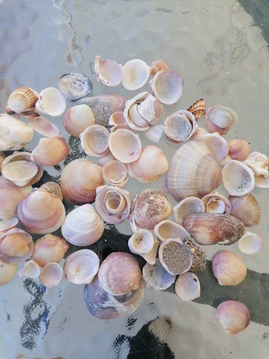 Sonstiges Dream Family Club