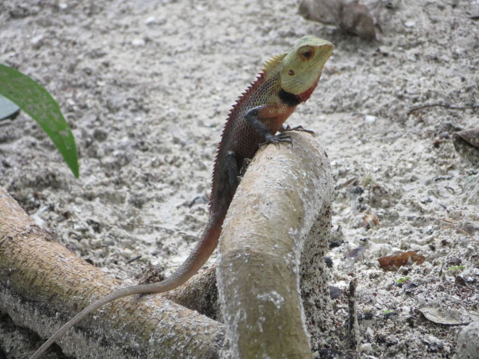 Friedliche Eidechsen auf der Insel Adaaran Select Hudhuran Fushi - Premium All Inclusive