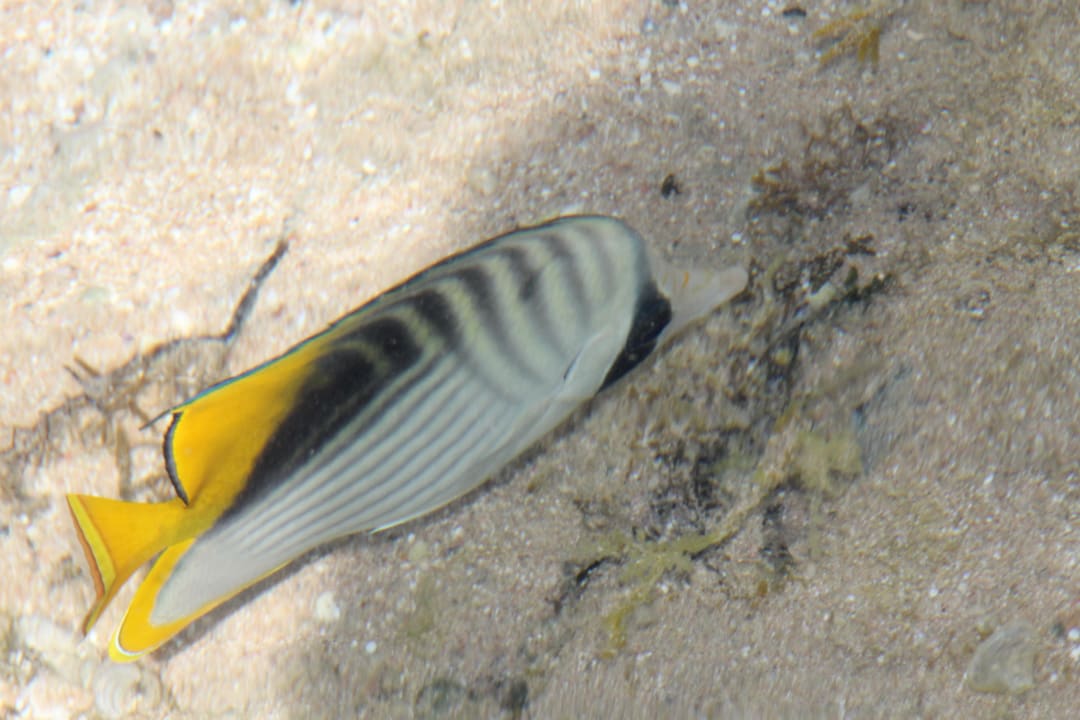 Fisch Charmillion Club Resort