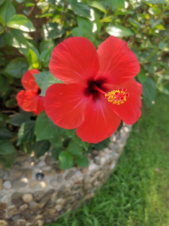 Gartenanlage Belek Beach Resort Hotel