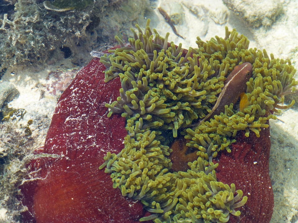 Strand Fruit & Spice Wellness Resort