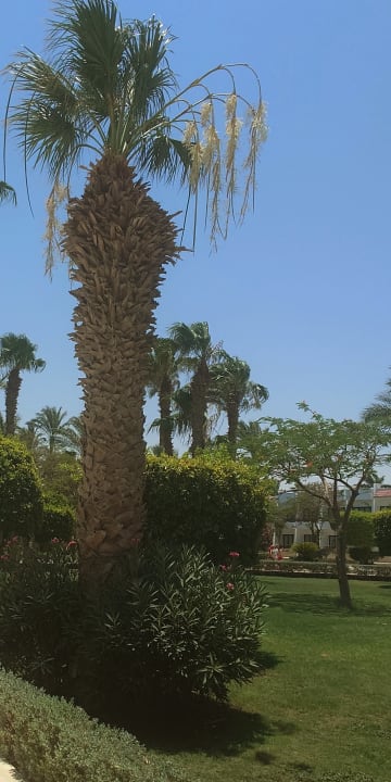 Gartenanlage The Grand Hotel Hurghada