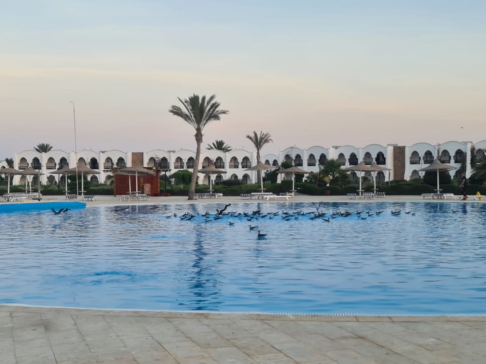 Pool Hotel Gorgonia Beach Resort