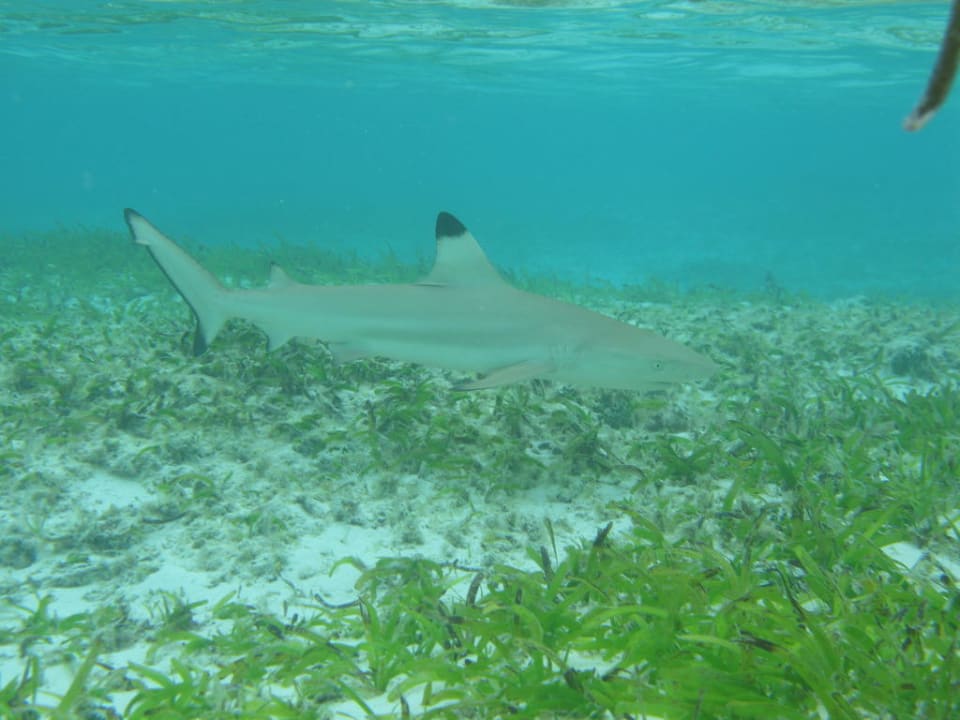 Hai Meeru Maldives Resort Island