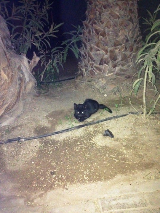 Baby Katze Hotel Riu Funana