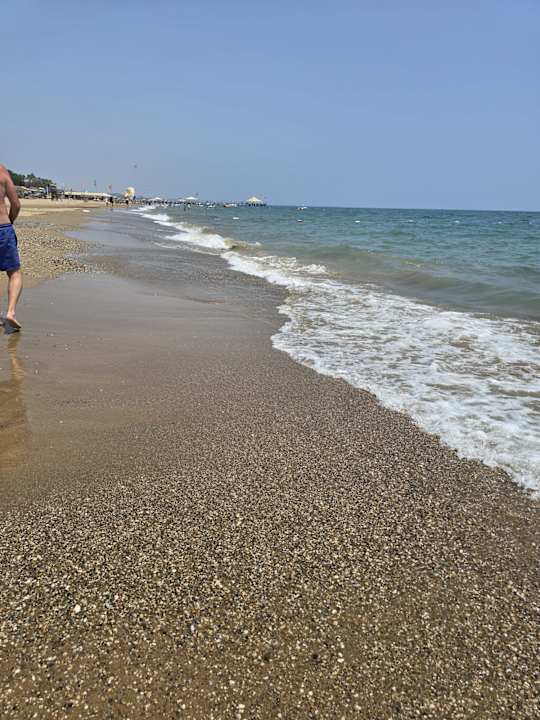 Strand Seashell Vega