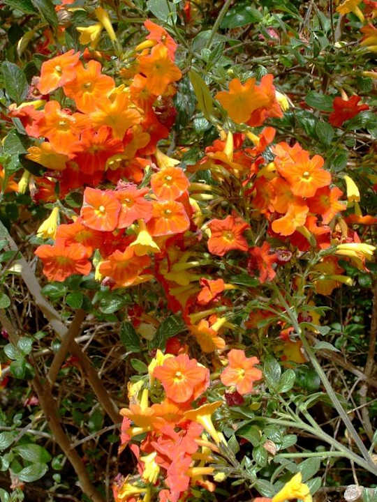 Gartendetail Villa Atlantico