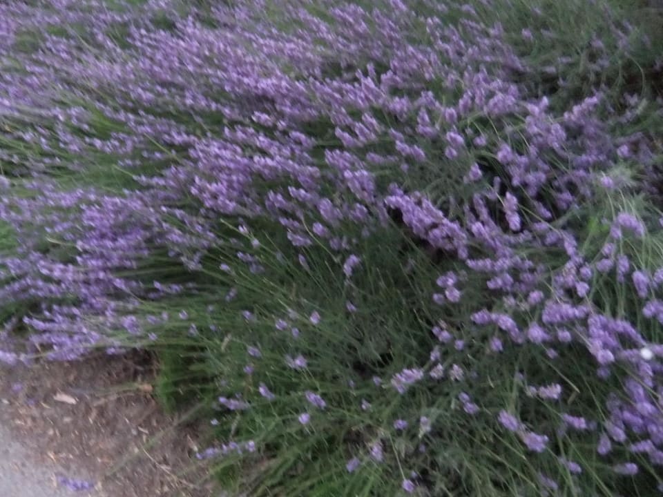 Wunderschöner Lavendel Yelloh Les Secrets De Camargue