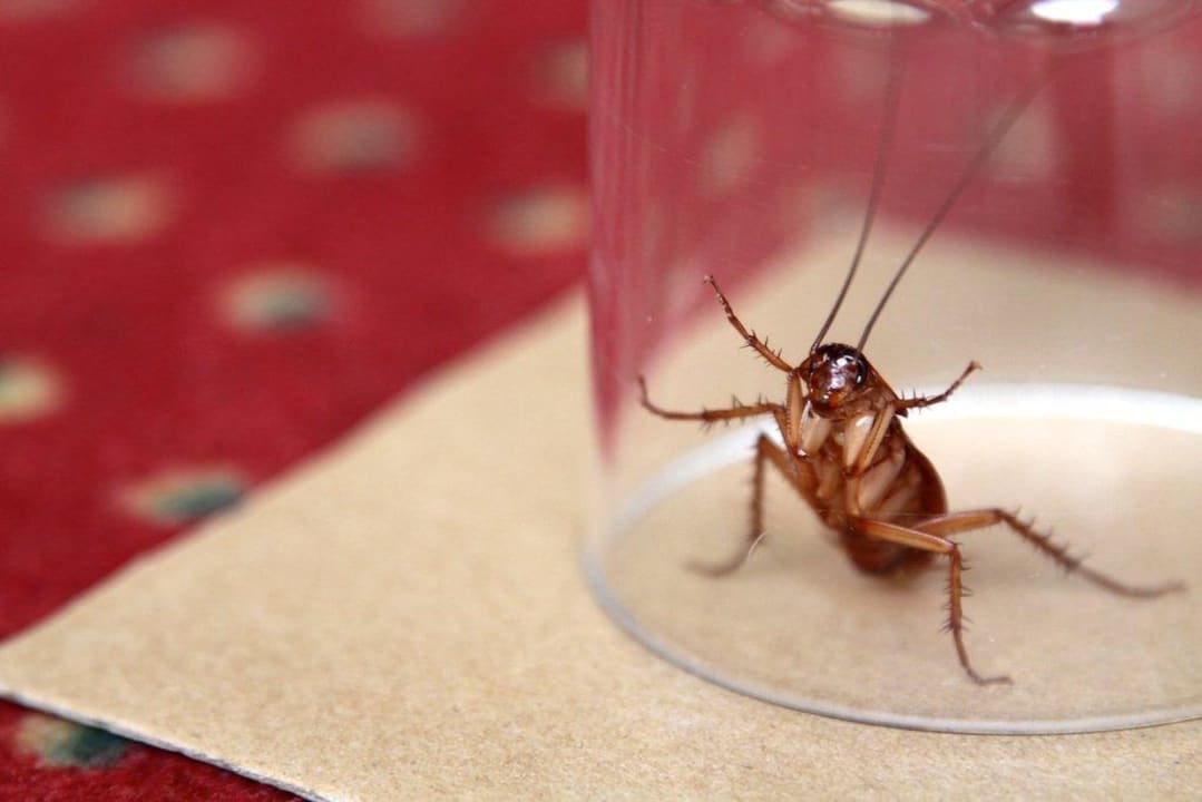 Ungebetener Gast Hotel ValleMar