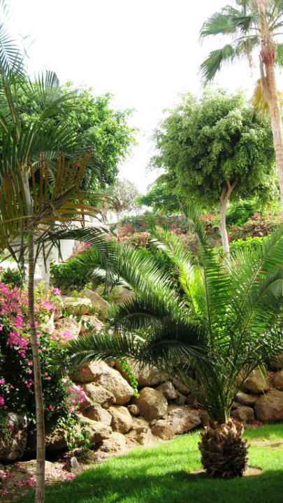 Gartenanlage Hotel Riu Palace Tenerife