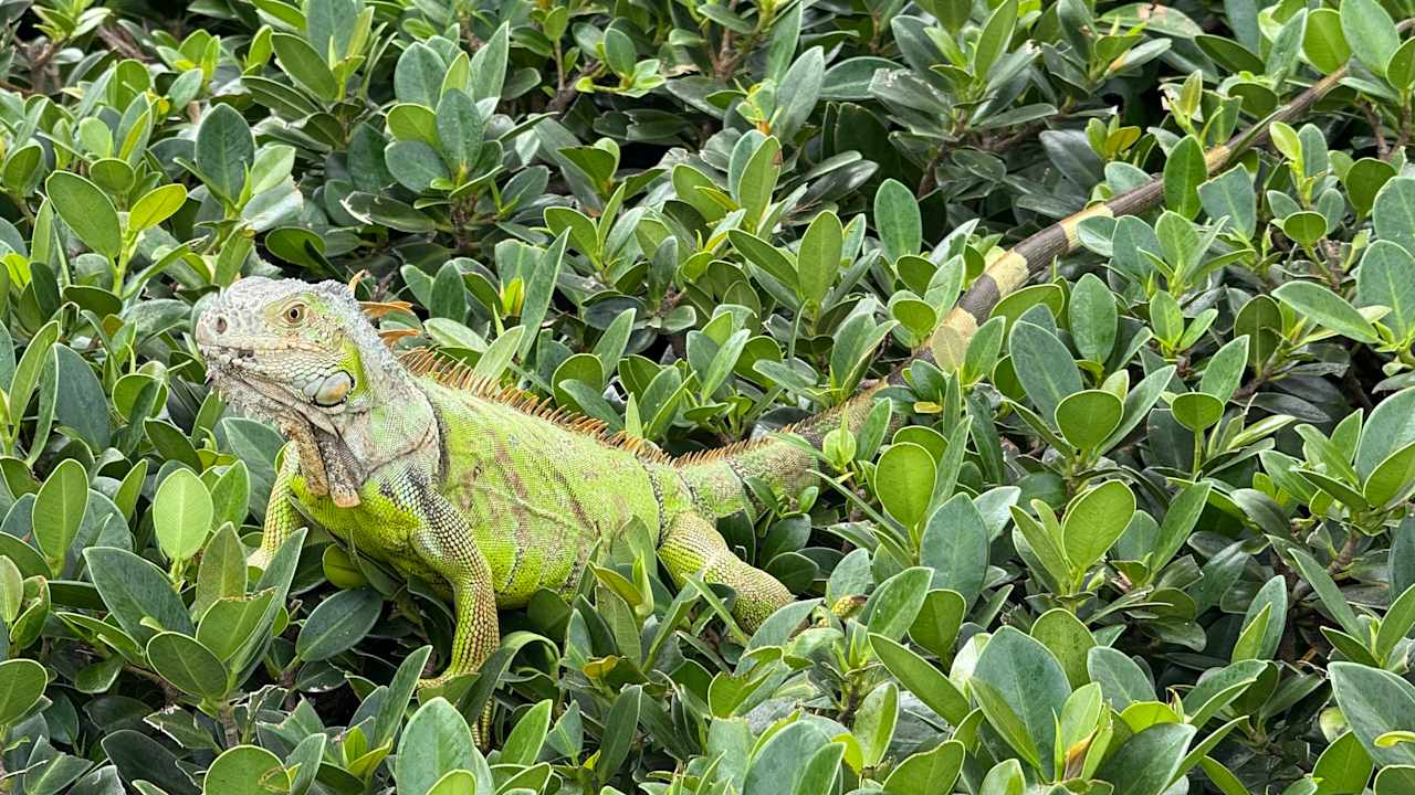 Sonstiges Hotel Riu Plaza Miami Beach