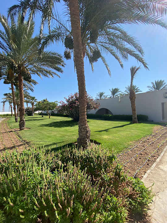 Gartenanlage Desert Rose