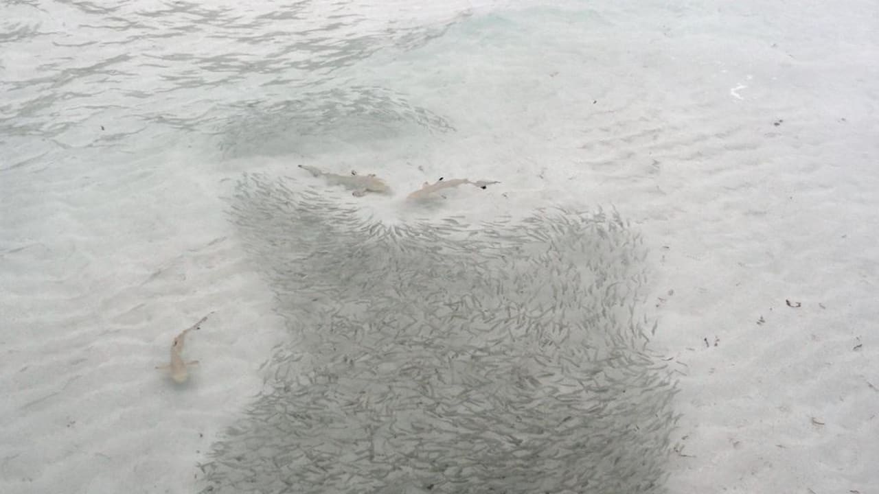 Babyhaie auf der Jagd Meeru Maldives Resort Island