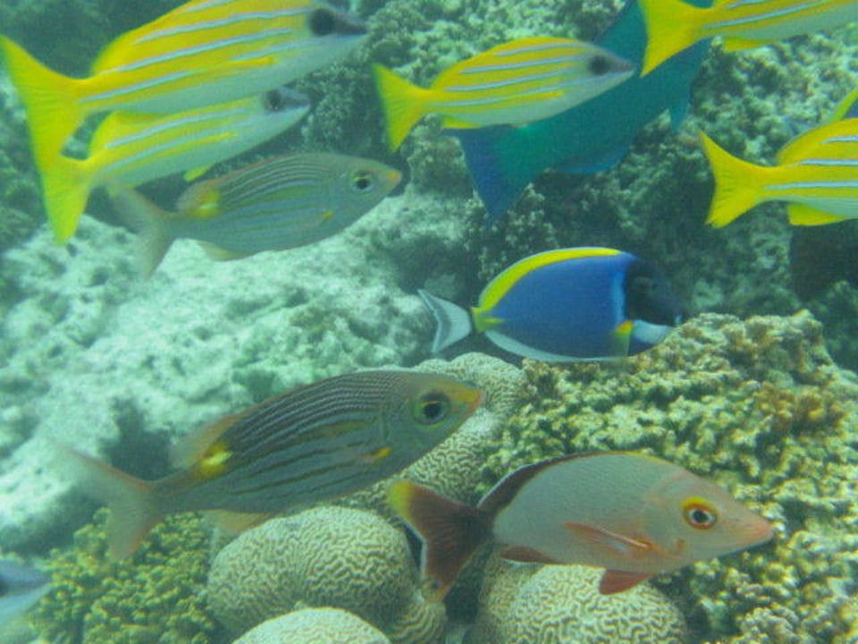 Unterwasser Kuramathi Maldives