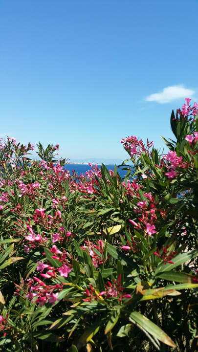 Blühende Blumen Hotel Kalithea Horizon Royal