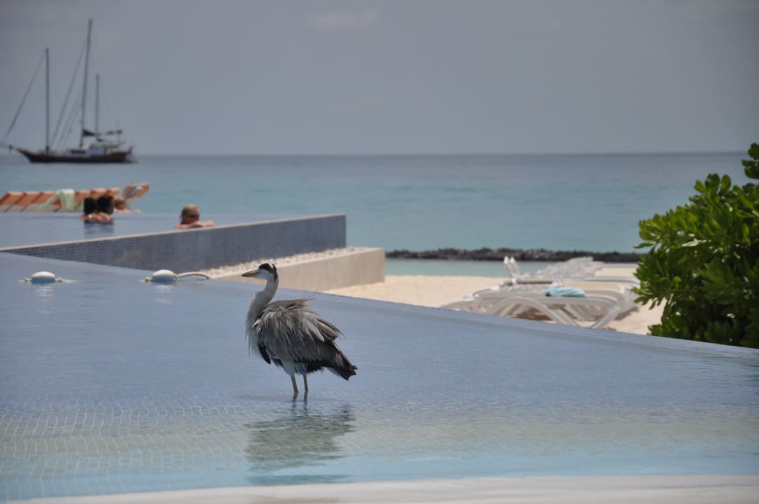 Kuramathi Kuramathi Maldives