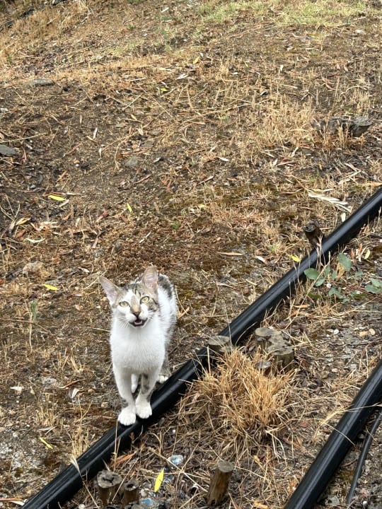 Sonstiges Akrathos Beach Hotel