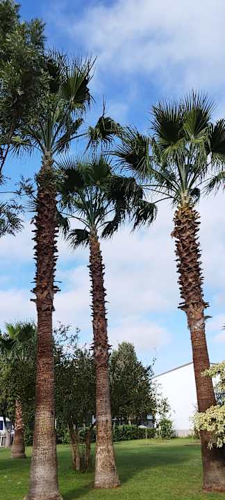 Gartenanlage Salamis Bay Conti Resort Hotel & Casino