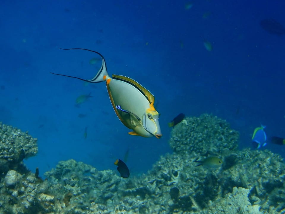 Schnorcheln ananea Diamonds Athuruga