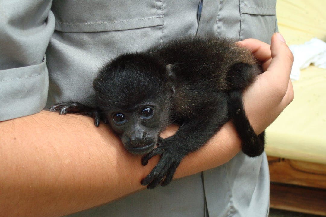 Babyäffchen Capitán Suizo Beachfront Boutique Hotel