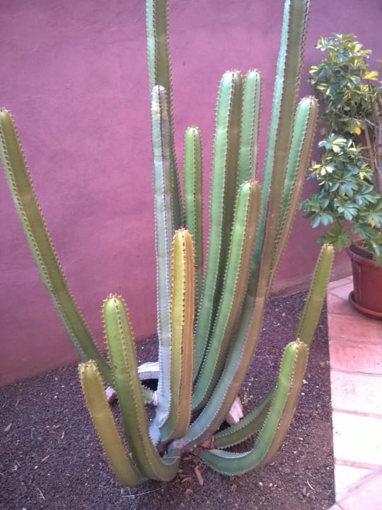 Garten Hotel Las Aguilas, Affiliated by Meliá