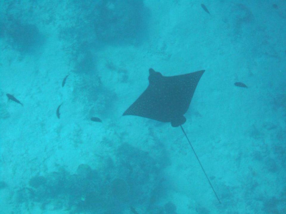 Am Hausriff Fihalhohi Maldives