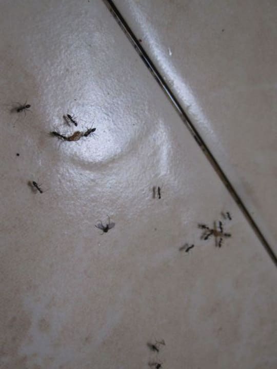 Mitbewohner Ameisen Hotel Lanta Klong Nin Beach Resort