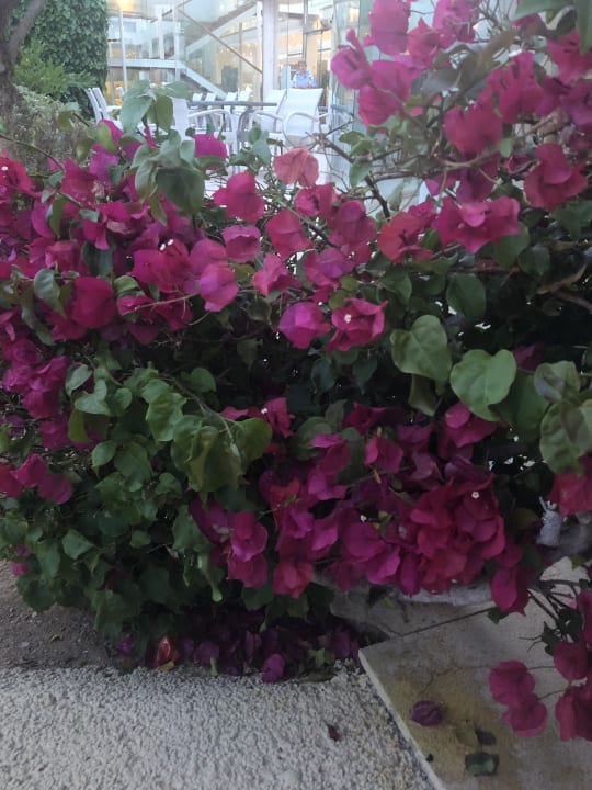 Gartenanlage Eix Platja Daurada Hotel & SPA