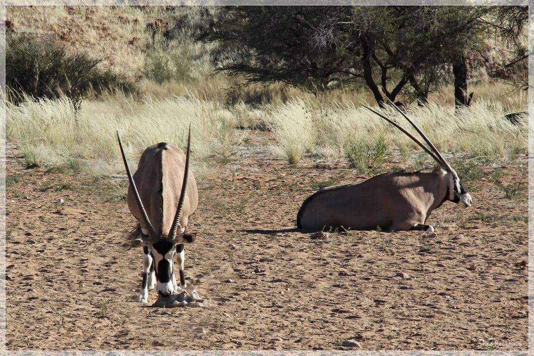 In unmittelbarer Poolnähe Oryx Namib Desert Lodge