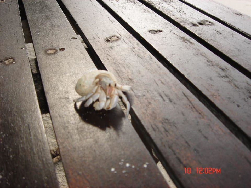 Einsiedlerkrebs Vilamendhoo Island Resort & Spa