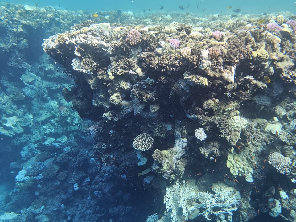 Strand Pickalbatros Palace Hotel-Port Ghalib