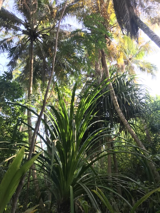 Gartenanlage Filitheyo Island Resort