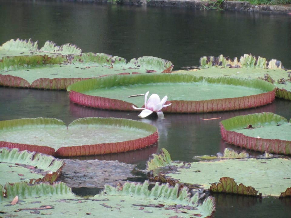Botanischer Garten Hotel Villas Caroline