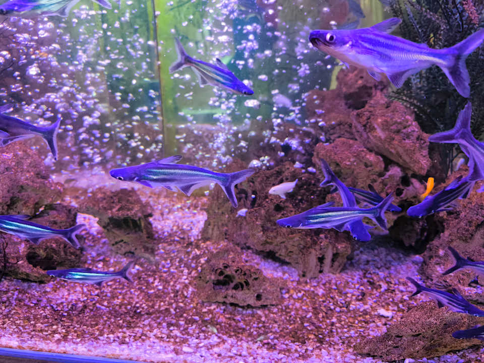 Sonstiges Limak Limra Hotel & Resort