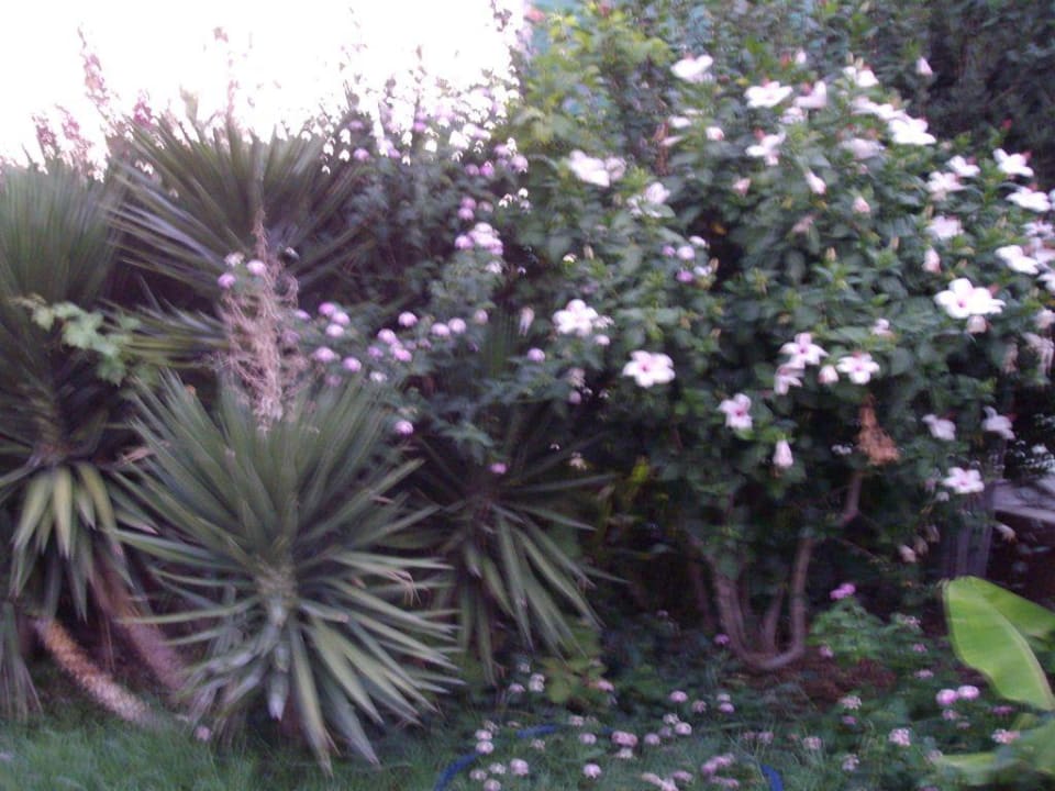 Blumenbeet Hotel Club Life Kizilot