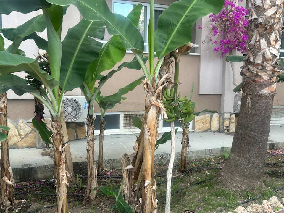 Gartenanlage Club Dizalya