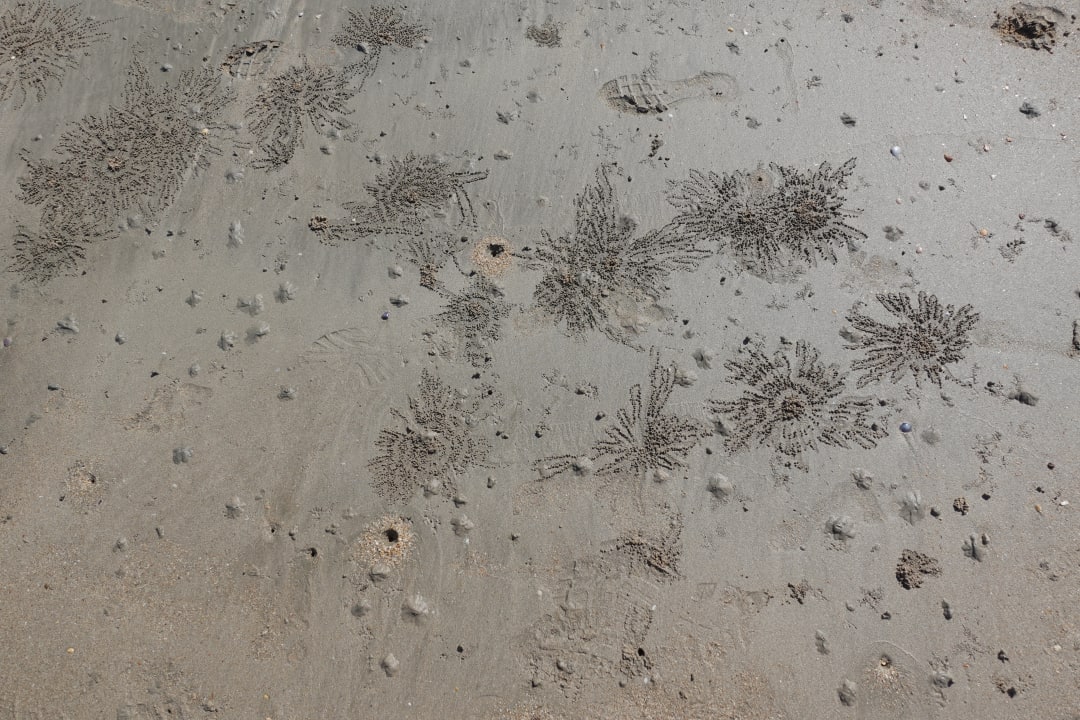 Strand Twin Lotus Resort and Spa (Adult Only / November to April)